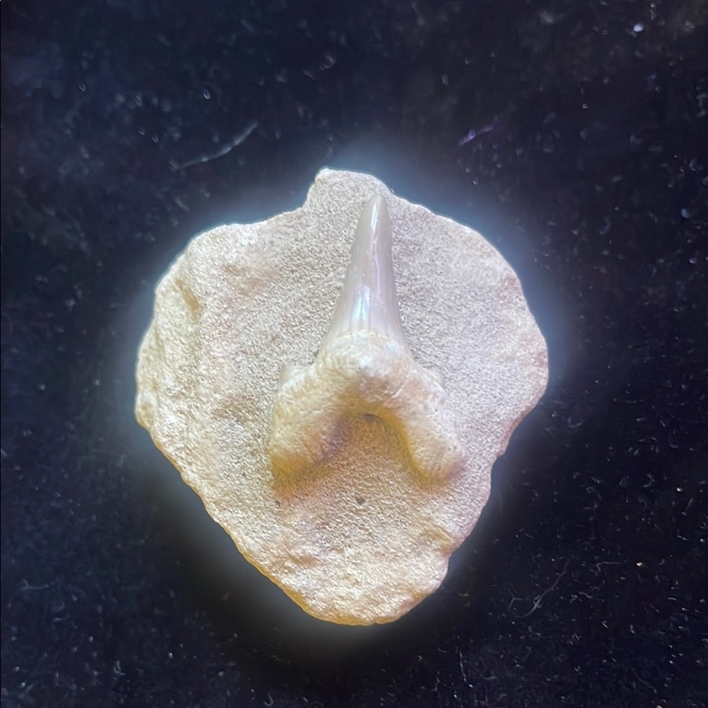 Fossilized Shark Tooth on Stone